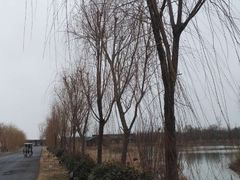 -泗洪洪泽湖湿地景区