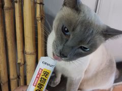 -豆逗聊愈猫阁Easy Life