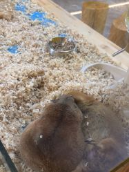 -神奇动物撸宠馆·羊驼·小浣熊·异宠(豫园店)