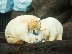 -海合安武汉极地海洋公园