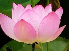 -荔湾湖公园
