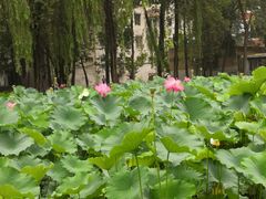 -四川大学(望江校区)