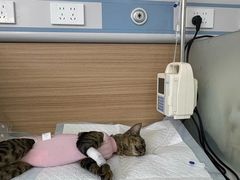 -达爱动物医院·犬猫分区·CT·复杂眼科(远洋山水分院)