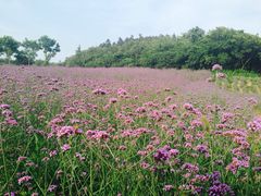 iphone_upload_pic-大塘金香草谷