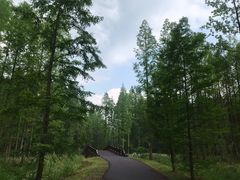 -黄海国家森林公园