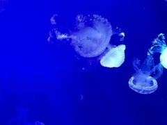 -海合安青岛极地海洋公园