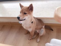 -柴犬小屋·柴餐厅·狗咖食堂(金鼎广场店)