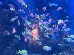 -海合安武汉极地海洋公园