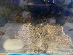 -青石桥花鸟鱼虫市场(叠翠城店)