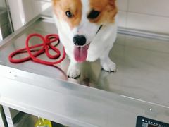 -申普宠物医院·眼科·心内科·影像科(普陀分院)