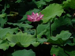 -扬州大运河文化旅游度假区·盆景园