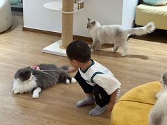 -1013 PET SHOP精品宠物商店(丁香店)