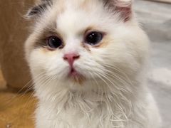 -楼上猫咖(罗湖店)