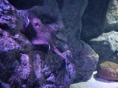-暹罗海洋世界