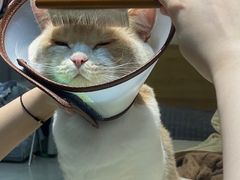 -创凡宠物医院·骨专科  猫科中心(西乡分院)