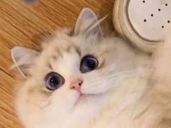 -欣宠猫屋·矮脚拿破仑·蓝金金渐层