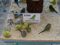 -怪兽屋·羊驼·猫咖·狗咖(俊华广场店)