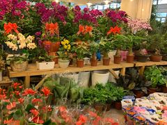 -双季花艺园艺市场(浦东店)