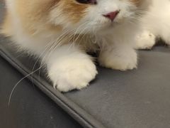 -猫大福·Fortune Cat猫舍(百子湾店)