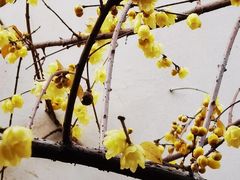 -新万鑫银丝面·非遗无锡味(惠山古镇店)