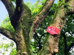 -张坝桂圆林公园
