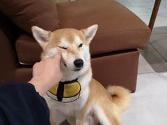 -柴务处·柴犬主题狗咖
