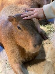 -Zoolung Zoolung动物主题公园(海信广场店)