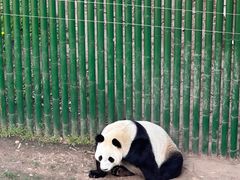 -沈阳森林动物园