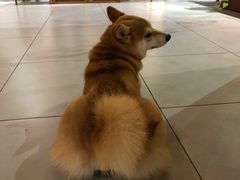 -柴务处·柴犬主题狗咖