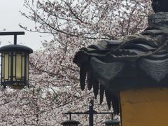 -苏州上方山国家森林公园