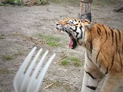 -上海野生动物园老虎餐厅