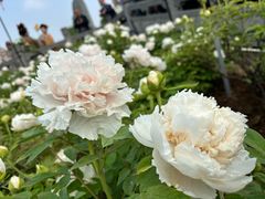 -洛阳市隋唐城遗址植物园