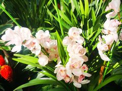 -国家植物园南园