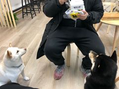 -柴迷FANS CLUB·柴犬狗咖·猫咖