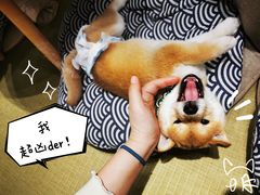 -逗柴咖啡屋·狗咖猫咖宠物桌游
