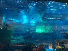 -迪拜水族馆及水下动物园