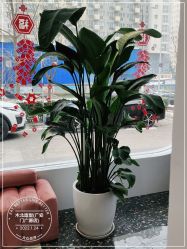 -木北造型