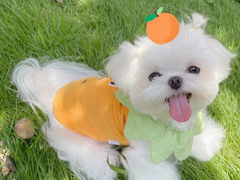 -萌宠之家·腊肠犬·马尔泰·小体犬舍