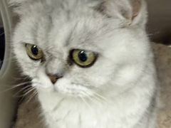 -瑞派·关忠动物医院·猫专科·犬专科(三环新城店)