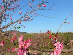 -天适樱花悠乐园
