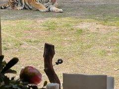 -上海野生动物园老虎餐厅