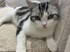 -藏猫猫咖啡主题馆(中央大道店)