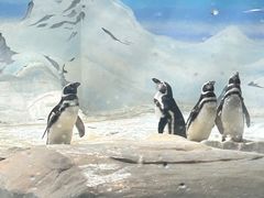 -上海海洋水族馆