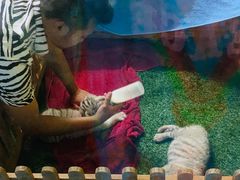 -清迈夜间动物园