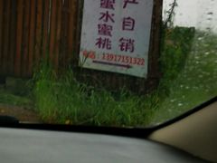 -南汇新场正宗水蜜桃采摘