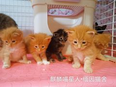 -十年猫舍·猫咪专门店(普陀店)