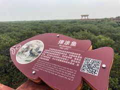 -北海金海湾红树林生态旅游区