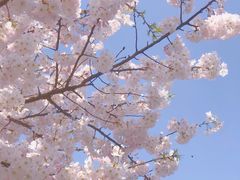 -顾村公园3号门停车场