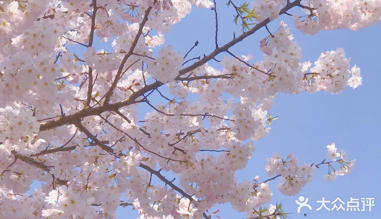 春天的正确打开方式-一起来看场樱花雨吧🌸