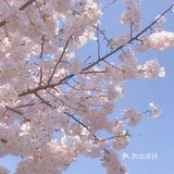 春天的正确打开方式-一起来看场樱花雨吧🌸